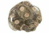 Polished Fossil Coral (Actinocyathus) From Morocco - 2" to 2 1/2" - Photo 3
